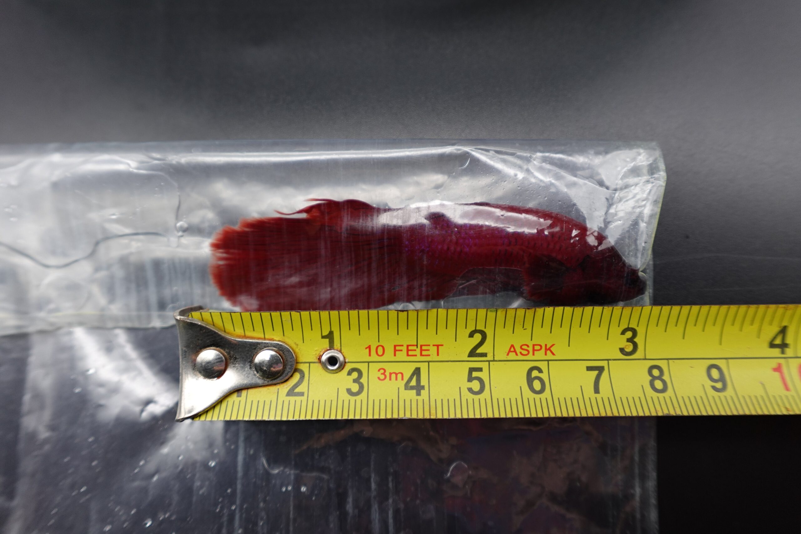 Giant betta fish bagged and measured against a tape measure to verify its larger-than-standard size