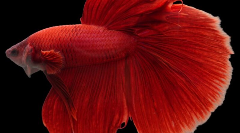 Rare giant halfmoon super red betta fish, male, deep red fins