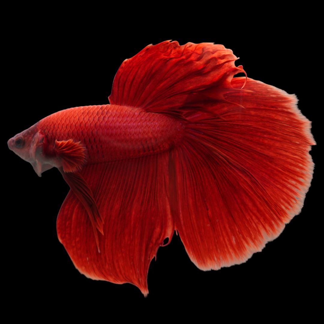 Rare Giant Halfmoon Super Red Betta Fish Review: Worth Importing From Thailand?