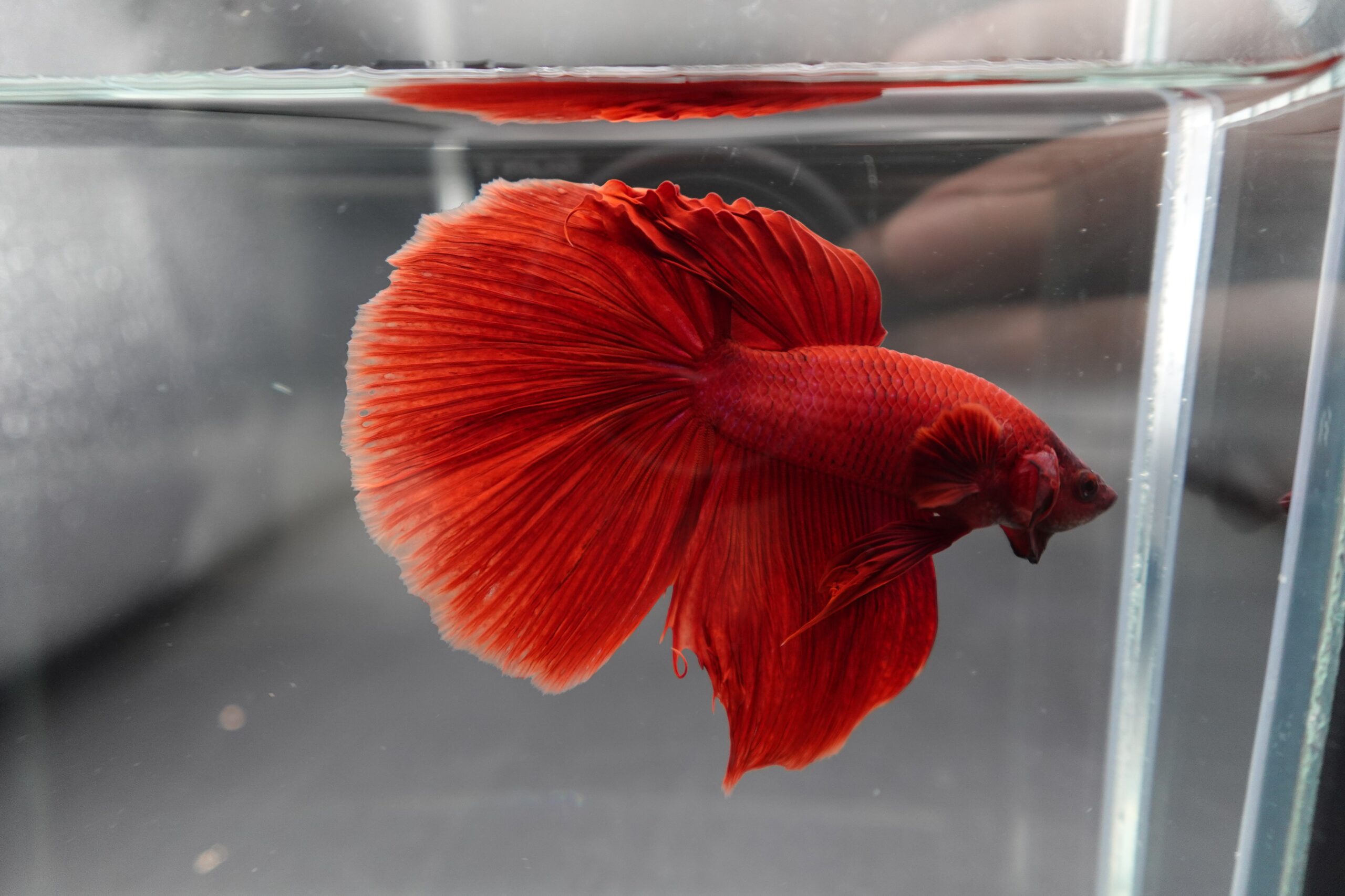 Rare Giant Halfmoon Super Red betta fish showing full 180-degree halfmoon tail spread in tank